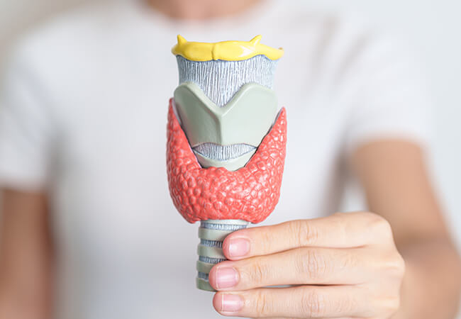 甲状腺のイメージ
